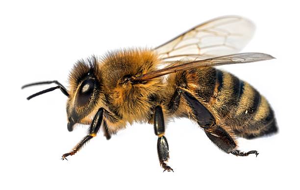 istock bee or honeybee Apis Mellifera isolated on white 2248088529