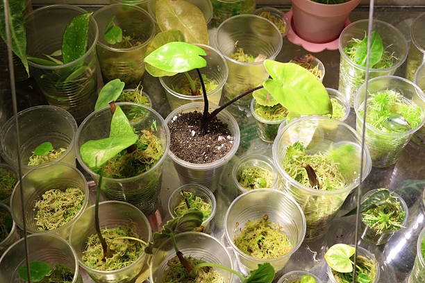 istock Commercial micro nursery with organized racks for plant cuttings 2248089182