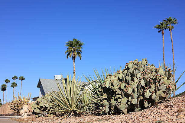 Desert garden with prickly pear cactus, agave and tropical palms at xeriscaped roadside in city of Phoenix, Arizona