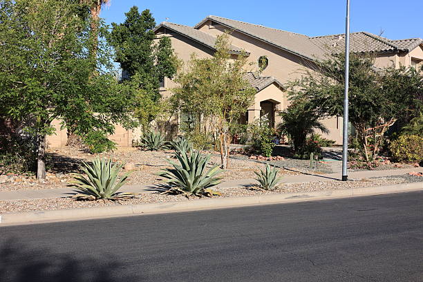 istock Agave weberi or Agave aurea, growing in a xeriscaped landscape 2248091305