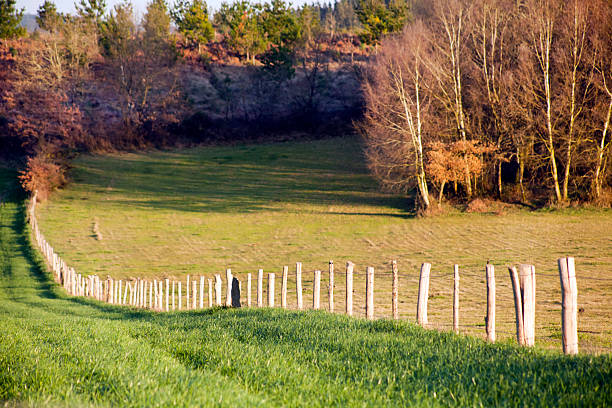 Stakes, fence and barbed wire fence. Green meadows, forest in the background, bare trees. Rural area, A Coruña province, Galicia, Spain.