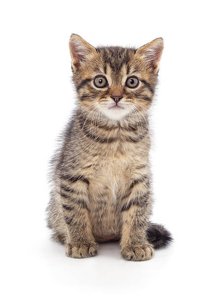 istock Cute little kitten looking into camera lens isolated on white background. 2248094095