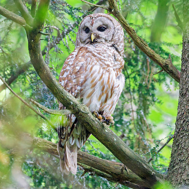 istock Barred owl in the summer time 2248094731