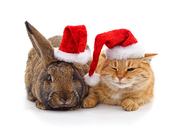 istock Rabbit and cat wearing Santa hats on white background. 2248094838