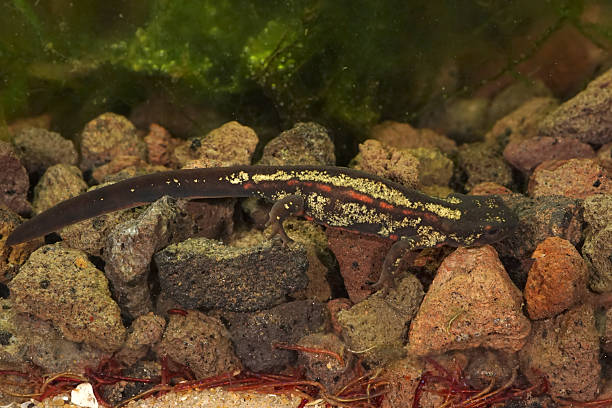 istock Closeup on the endangered Japanese sword-tailed newt, Cynops ensicauda popei with it's typical green dorsal coloration 2248094877