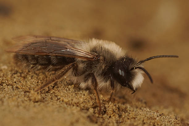 istock Closeup on a fluffy grey-haired male grey-backed mining bee, Andrena vaga 2248094981