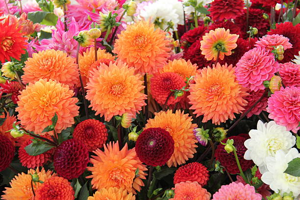 istock Dahlia Flower Bloom Heads. 2248095332