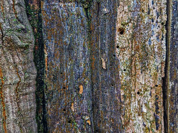 Close-up of old tree bark with moss, cracks and natural holes. Atmospheric organic texture perfect for backgrounds, nature-themed designs, eco concepts and creative projects.