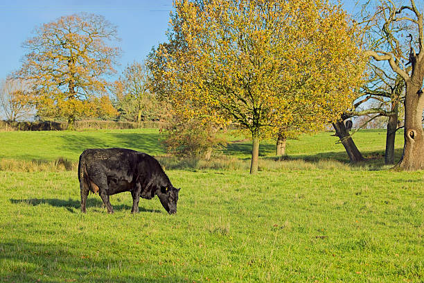 Farm animals and equipment