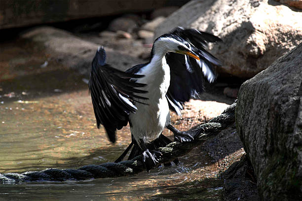 istock Little Pied Cormorant (Microcarbo melanoleucos) 2248097135