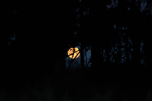 The moon glows through the dark silhouettes of trees, creating a striking contrast against the night sky in Sydney, NSW, Australia. (Photo by Tara Chand Malhotra)