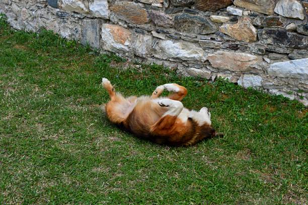 The orange dog is playing in the meadow