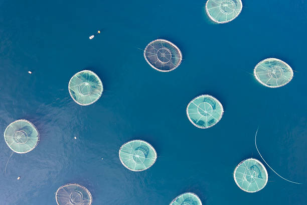 istock Aerial view of fish farm 2248098022