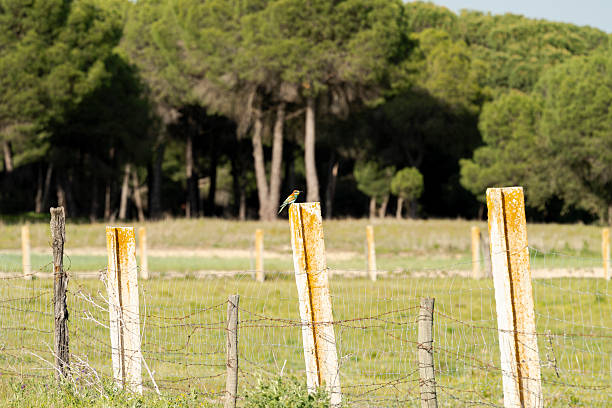 Bee-eater bird perching on a weathered barbed wire fence post with orange lichen, looking towards a green field and a dark forest line under a soft natural light