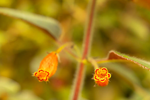 Tiny orange and yellow flowers blooming with intricate red patterns on soft green background