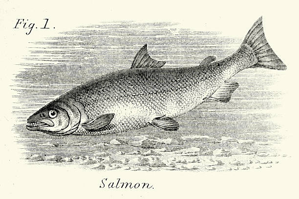 Wildlife, Sea life, Fish, Salmon, Vintage illustration, 19th Century, Victorian
