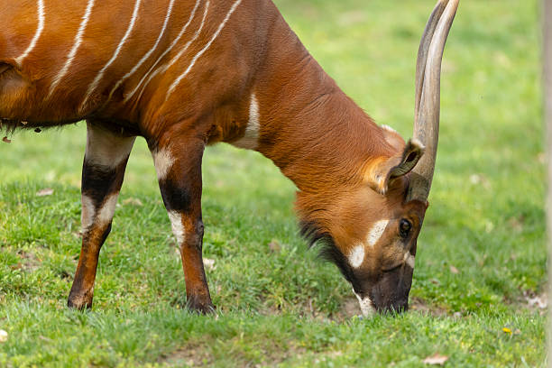 istock Eastern bongo antelope grazing green grass outdoors 2248100632