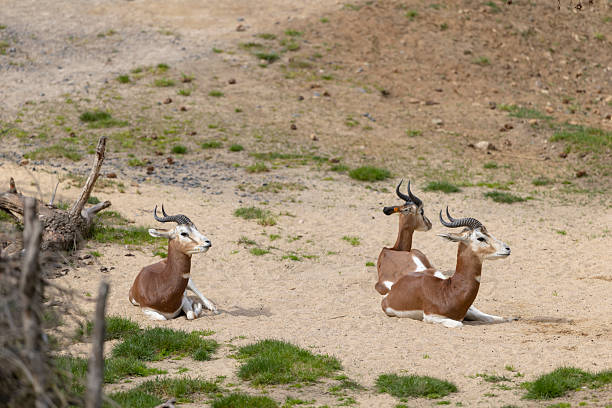 Three dama gazelles lying on sandy terrain with sparse grass