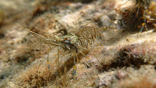 istock Rockpool prawn or grass prawm (Palaemon elegans) undersea, Ligurian Sea 2248101035