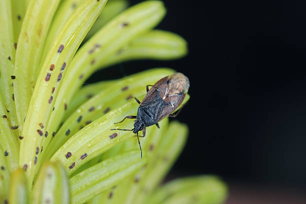 istock Acompocoris alpinus predatory bug hunting on Adelges (Dreyfusia) nordmannianae, migratory silver-fir adelges on young fir needles. 2248102344