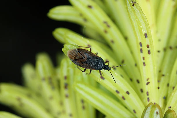 istock Acompocoris alpinus predatory bug hunting on Adelges (Dreyfusia) nordmannianae, migratory silver-fir adelges on young fir needles. 2248102351
