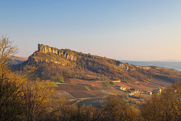 Vineyards in rows under a beautiful sunset sky