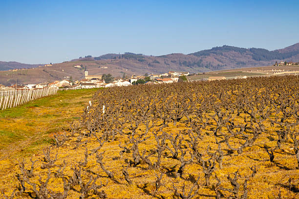Dormant grapevines covering the Julienas hillside with a village and bell tower in the background