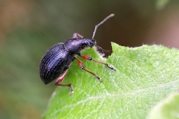 istock Otiorhynchus coecus. Weevil eating a green leaf. 2248102873