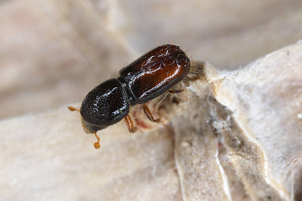 istock Bark beetle Pityogenes chalcographus. A species of bark beetles (Scolytinae, Scolytidae) commonly found in coniferous forests. 2248105107