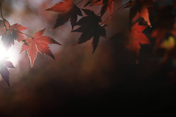 Beautiful maple leaves on the tree in autumn sunny day in Japan.