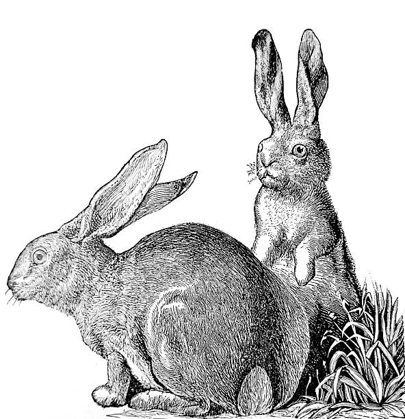 Illustration from 19th century.