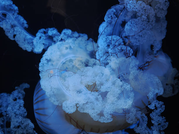 istock Illuminated Bell and Trailing Tentacles of a Sea Nettle Jellyfish 2248106057