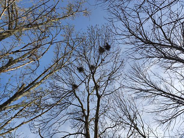istock Birds' nests on bare trees against blue sky 2248106083