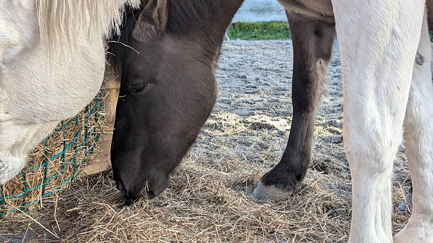istock Two horses Eating Fodder Hay from Net Feeder Hanging on Stable Paddock during golden hour. Rural farmland scenery. Copy space 2248106630