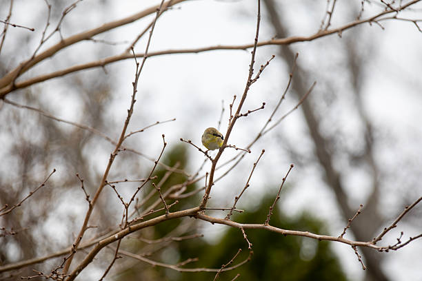 istock An American goldfinch (spinus tristis) perched in a tree on a cold winter day. 2248106890