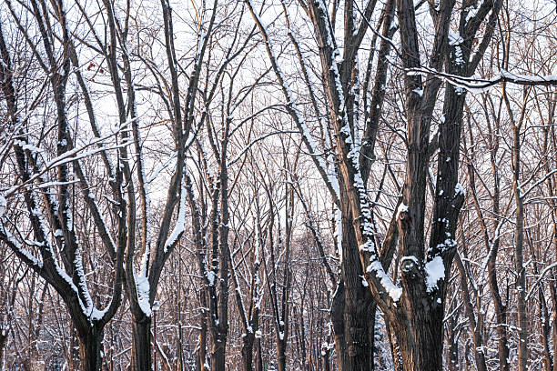 Treelined path with a fox looking for food in a forest on a frosty day in the Bavarian alps, Germany.