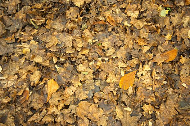 Wet fallen autumn leaves on the ground creating a natural condition compost texture in close-up view with Copy Space.