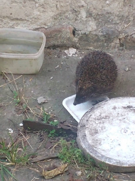 istock Hedgehog facing the camera on a concrete surface with sprouting grass. Behind it a wall and a plastic box with water, empty food trays in front. 2248109061