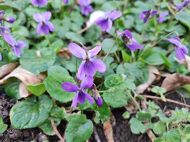 istock Sweet Violet (Viola odorata) flower 2248111539