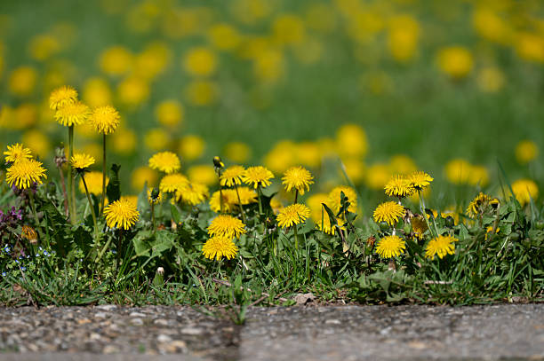 Dandelions sprout in the middle of cracked asphalt in central Alaska.