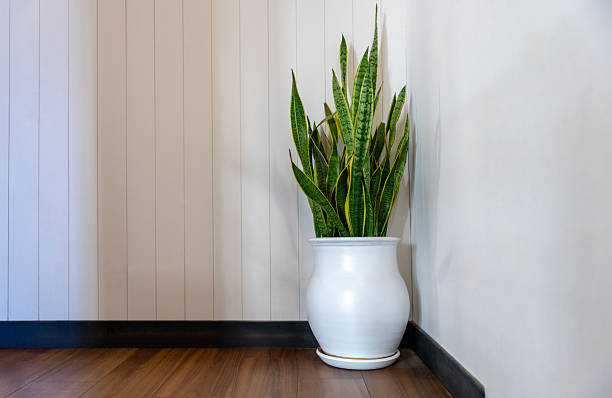 A green snake plant (Sansevieria) in a white pot placed in the corner of a modern interior with wooden flooring.