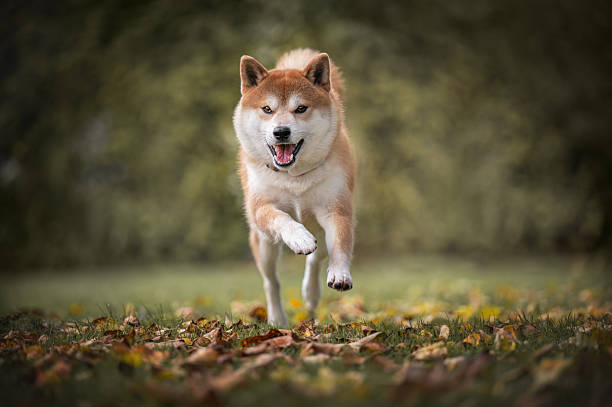 istock Shiba Inu Dog Running Outdoors in Autumn Setting 2248112298