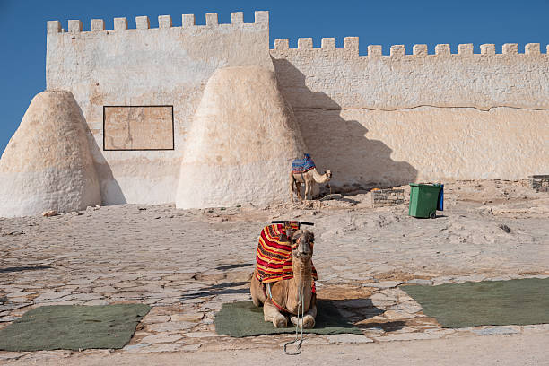 A dromedary in a desert in Morocco