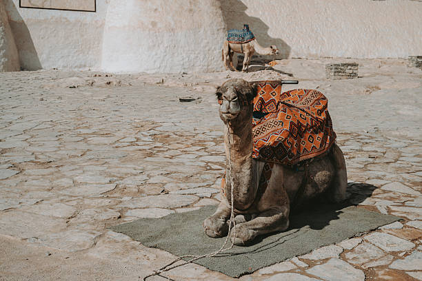 istock A dromedary in a desert in Morocco 2248114249