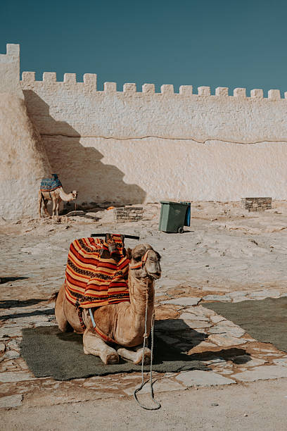 A dromedary in a desert in Morocco
