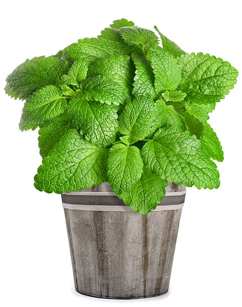 Lemon balm plant in vase