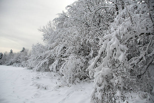 istock Winter background. Trees in snow. Panorama of a winter forest. 2248116049