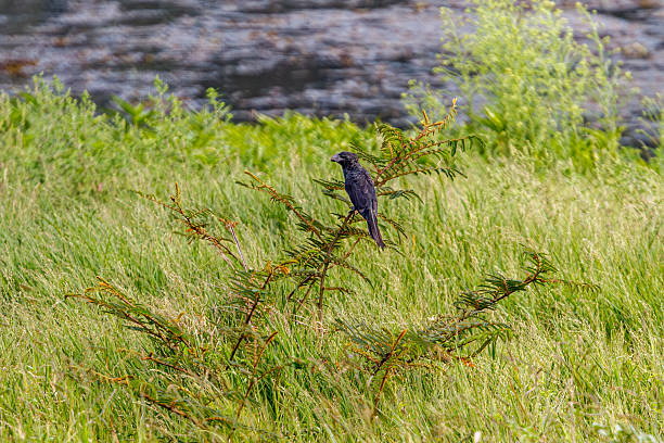 istock Smooth-billed Ani (Crotophaga ani) Perched in Tall Grass and Scrub 2248118212