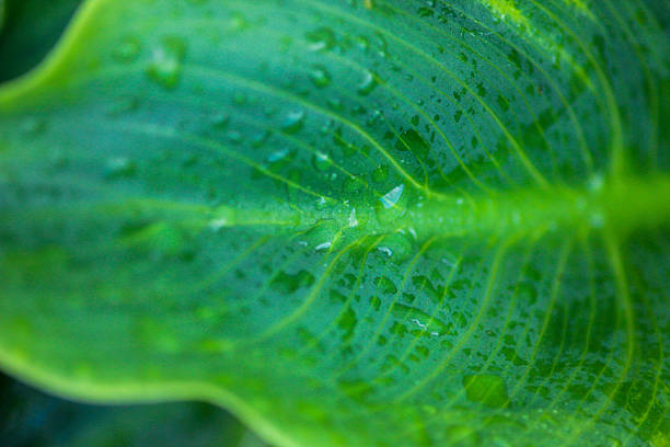 Macro of young green leaf covered with raindrops. Natural green background. Green leaf texture.