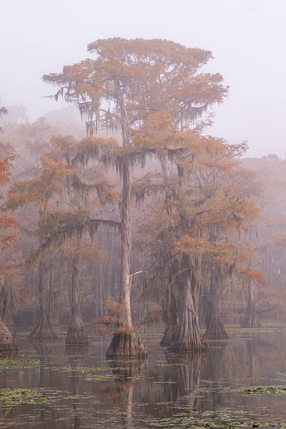 istock Caddo Lake, Texas 2248118858